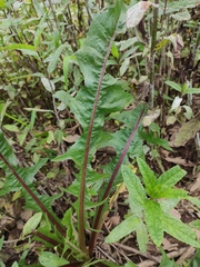 Taraxacum mongolicum