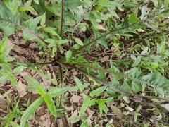 Taraxacum mongolicum