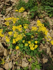 Sinosenecio oldhamianus