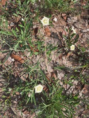 Chamaesaracha sordida