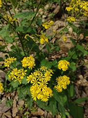 Sinosenecio oldhamianus