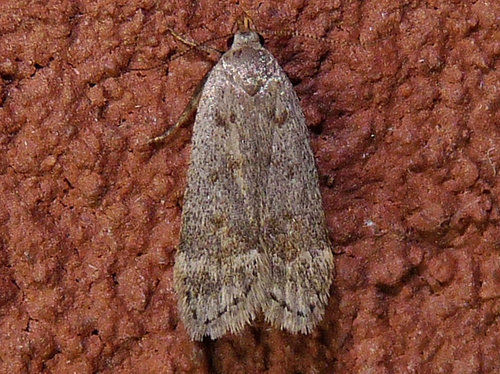 Anacampsis rhoifructella