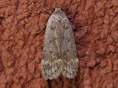 Anacampsis rhoifructella