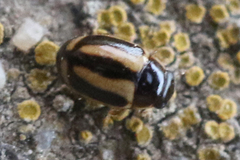 Hyperaspidius
