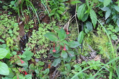 Fuchsia sanctae-rosae