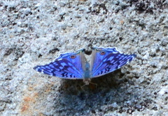 Junonia rhadama