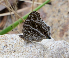 Junonia rhadama
