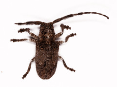Crossotus stypticus