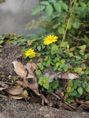 Sinosenecio oldhamianus