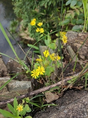 Sinosenecio oldhamianus