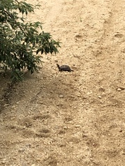 Terrapene carolina carolina