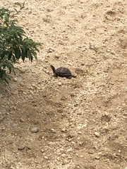 Terrapene carolina carolina