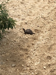 Terrapene carolina carolina