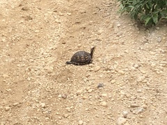 Terrapene carolina carolina