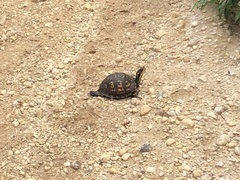 Terrapene carolina carolina