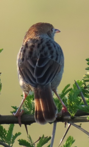 Rattling Cisticola