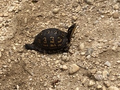 Terrapene carolina carolina