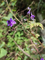 Delphinium anthriscifolium