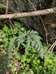 Delphinium anthriscifolium
