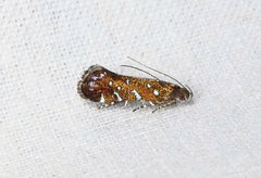 Strobisia iridipennella