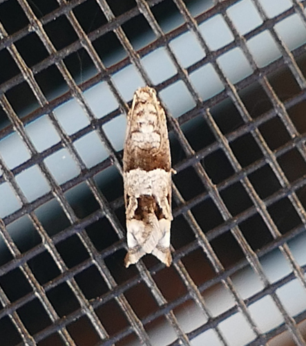 Constricted Sonia Moth