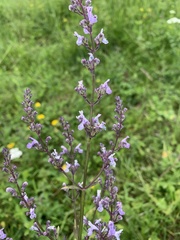 Nepeta nuda