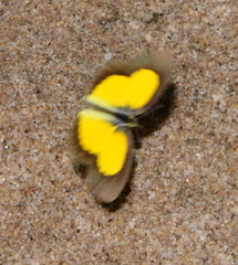 Eurema brigitta pulchella