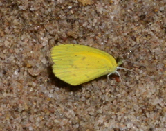 Eurema brigitta pulchella