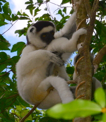 Propithecus verreauxi