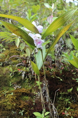 Sobralia rosea