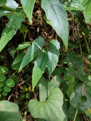 Ampelopsis delavayana