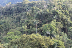 Iriartea deltoidea