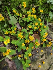 Lysimachia tashiroi