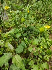 Ranunculus japonicus