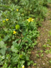 Ranunculus japonicus