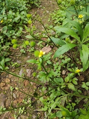 Ranunculus japonicus