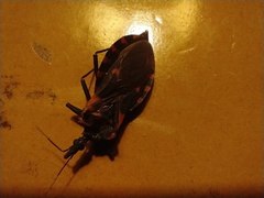 Triatoma sanguisuga