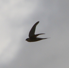 Cypsiurus gracilis