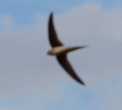 Cypsiurus gracilis