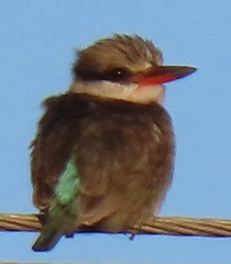 Halcyon chelicuti chelicuti