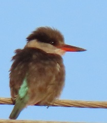 Halcyon chelicuti chelicuti