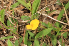 Stylosanthes biflora