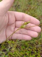 Carex complanata