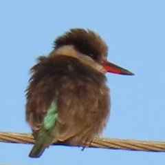 Halcyon chelicuti chelicuti