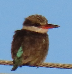 Halcyon chelicuti chelicuti