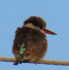 Halcyon chelicuti chelicuti