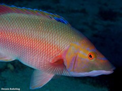 Bodianus scrofa