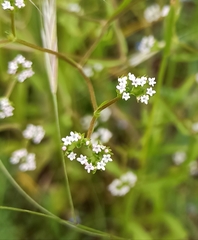 Valerianella dentata