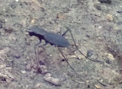 Dromochorus pilatei