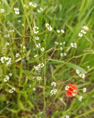 Valerianella dentata